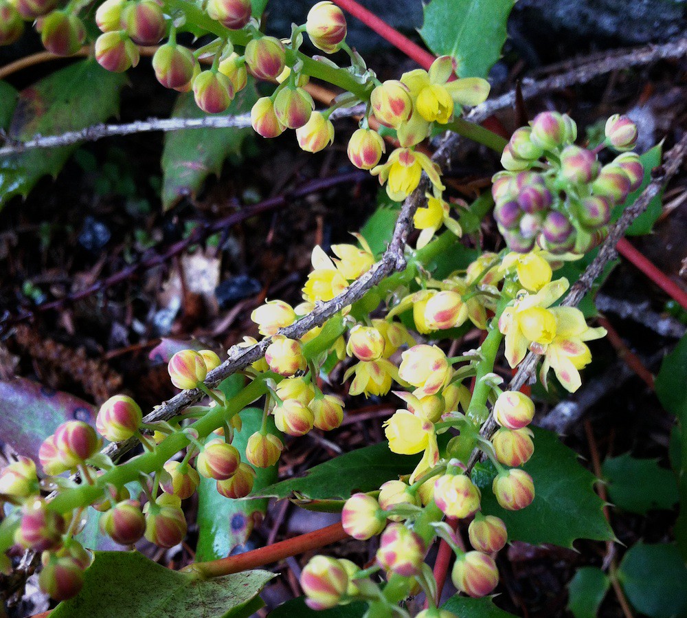 Barberry, source of berberine