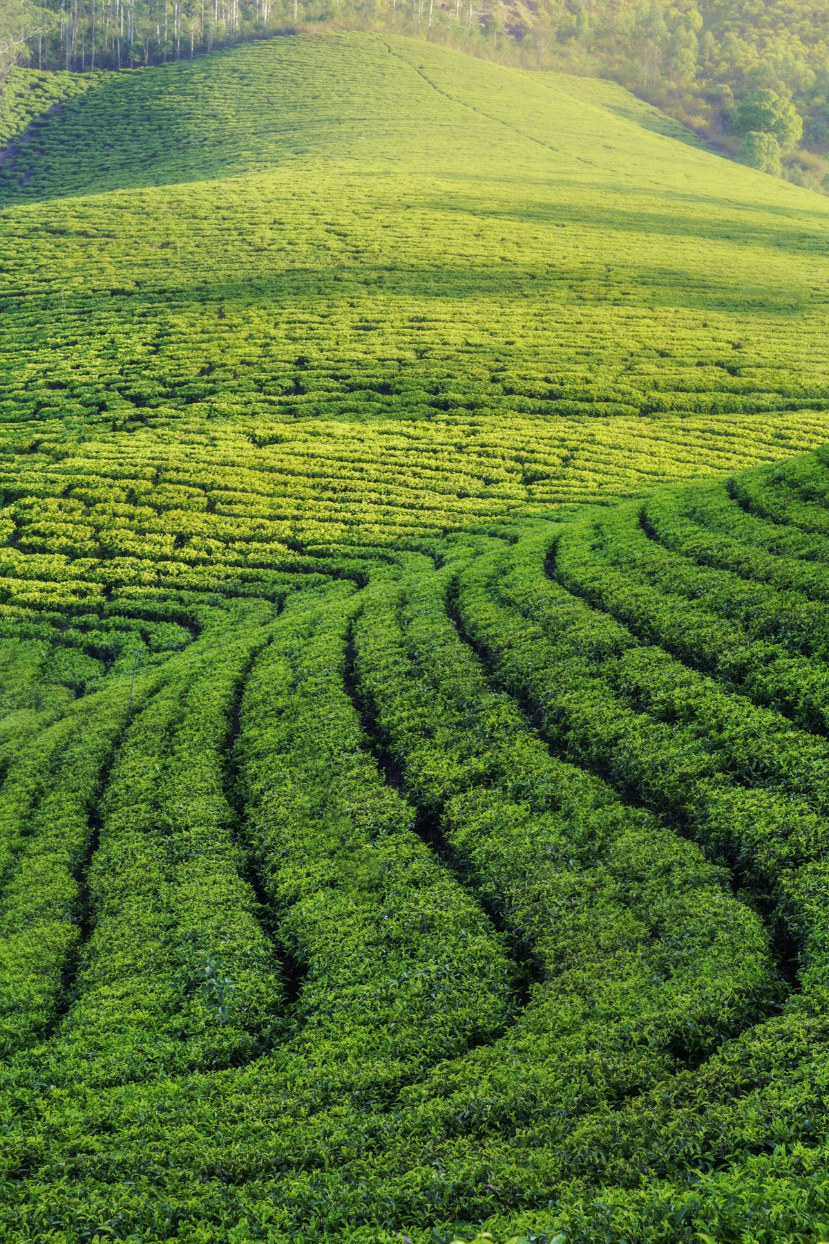 Tea plantation rows showing Camellia sinensis plants